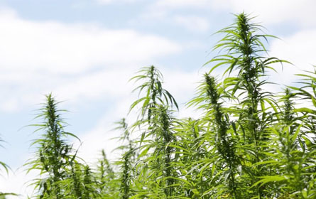 Telegraaf: Studie: Cannabis kann Corona-Infektion verhindern!